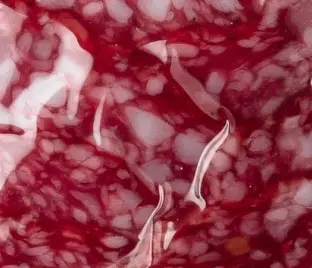 Salam Servelat De Chișinău cu divin, crud-afumat